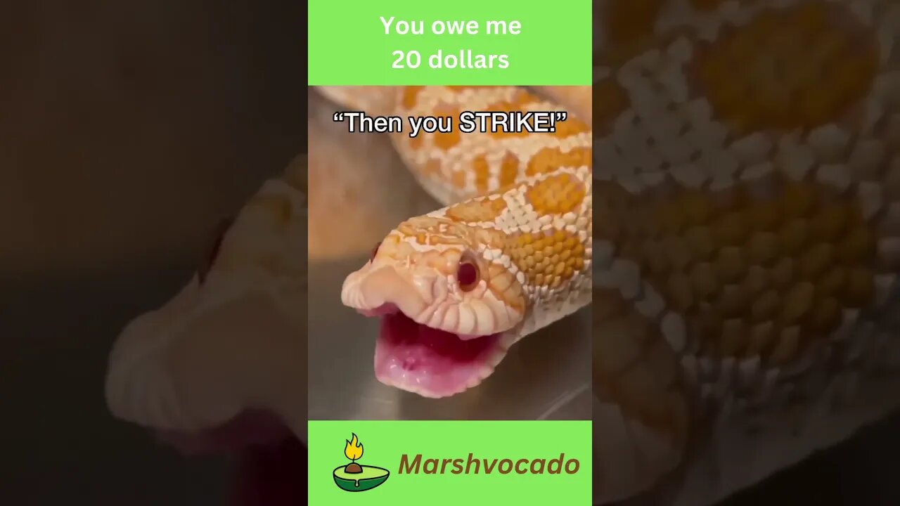 Frog learns how to hunt #shorts #snake #toad #frog #funny #petsoftiktok #marshvocado #fyp #trending