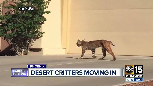 Desert critters popping up along with the summer heat