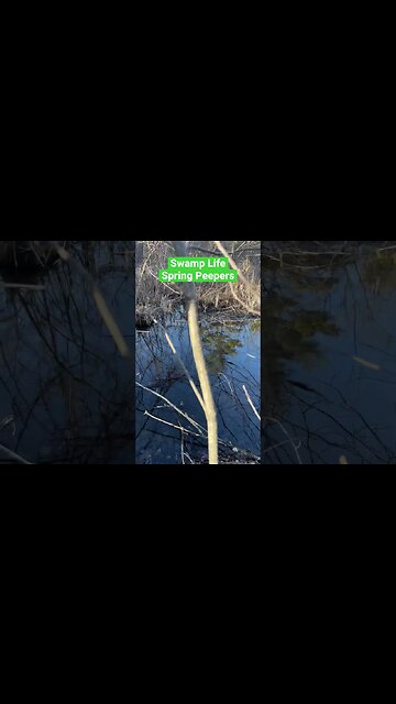 Swamp Life-Spring Peepers-Aka Frogs