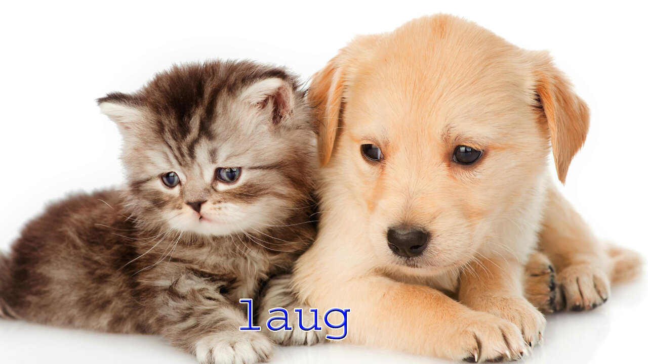 CUTE CATS AND DOGS VIDEO