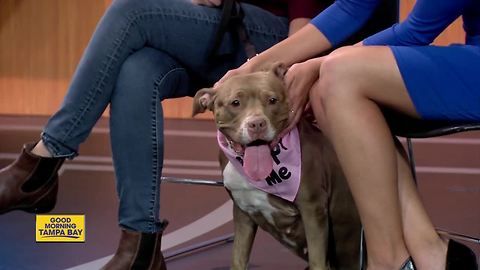 Rescues in Action: Maggie