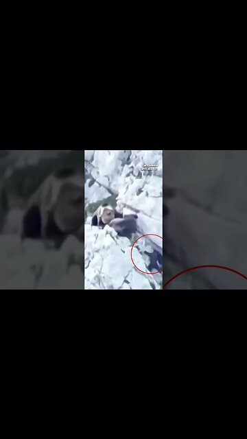 Grizzly Bear Falls Off the Cliff and Dies
