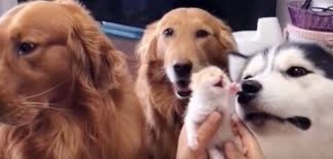 Golden retriever dog love his puppy