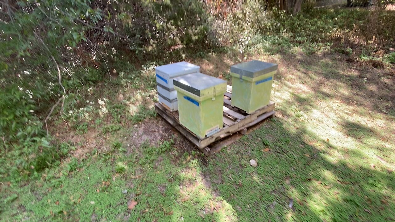 Welcome to my nursery apiary 🐝