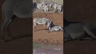 Our Close Encounter With the Grevys Zebras!🤔#shorts #safari #travel #travelling