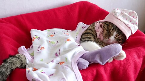 Sweet Little Cat Likes to Wear Baby Clothing