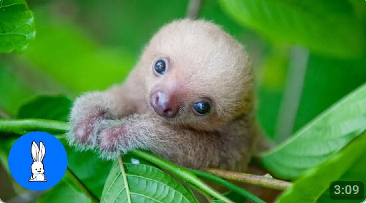 Baby Sloths Being Sloths - FUNNIEST Compilation