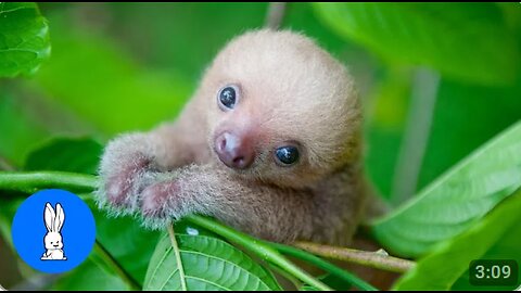 Baby Sloths Being Sloths - FUNNIEST Compilation