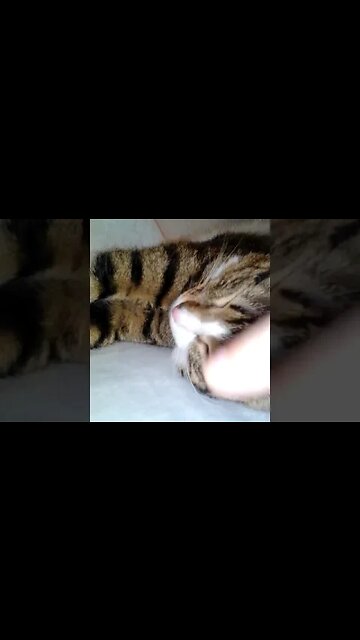 Tickilng the Cat Forehead #shorts