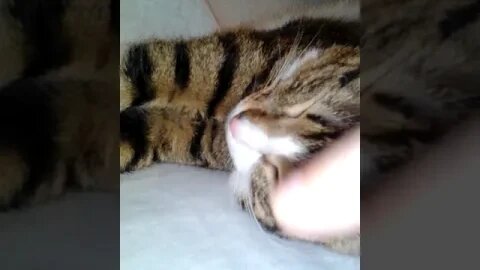 Tickilng the Cat Forehead #shorts