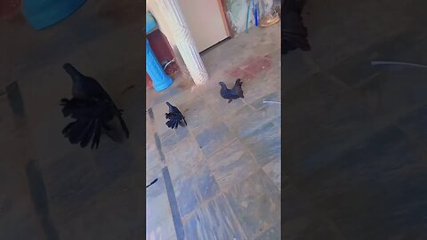 wo badal gy achank #youtubeshorts #shortsviral #vlogger #gaming # #pigeon