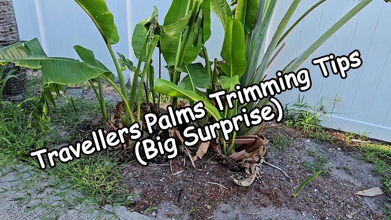 How to Trim Travellers Palms (Big Surprise) 🌴✂️