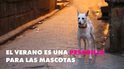 La campaña más importante a favor de los animales