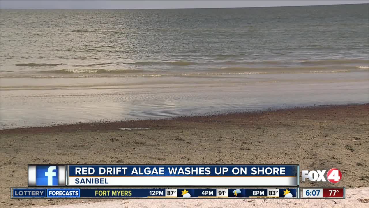 Red drift algae and murky conditions found on Sanibel beach