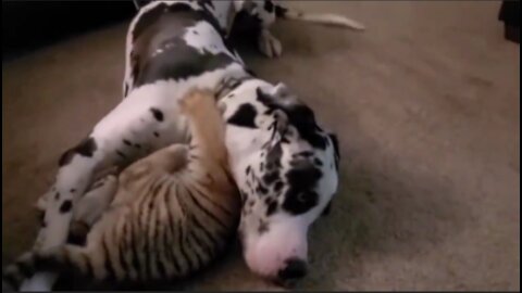 Dog 🆚 Baby tiger Best fighting video