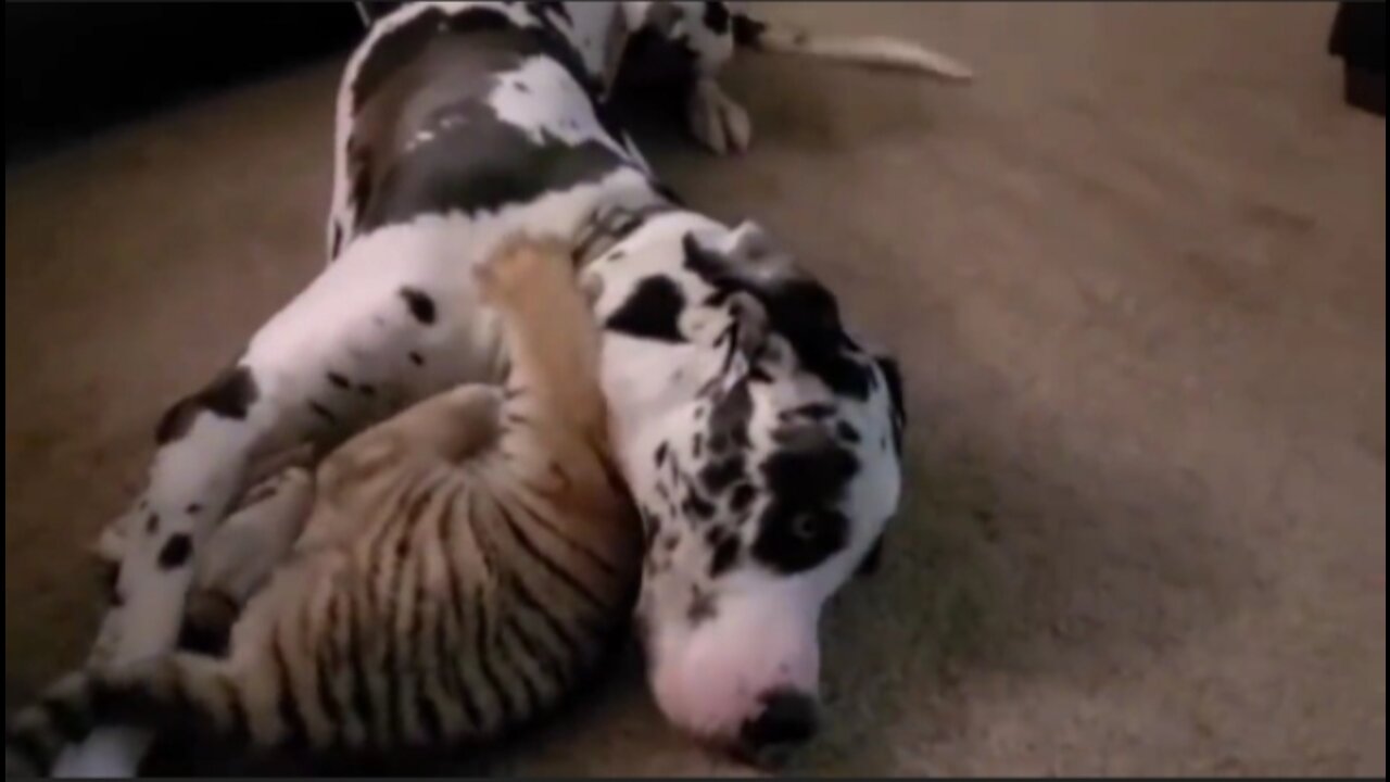 Dog 🆚 Baby tiger Best fighting video