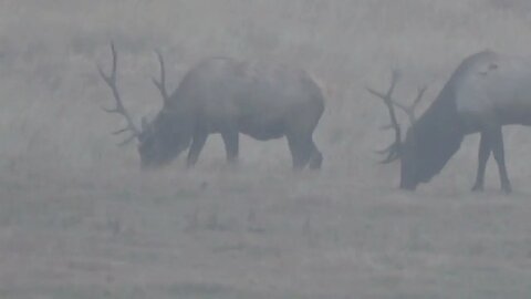 Just watchin' bulls! BULL ELK!