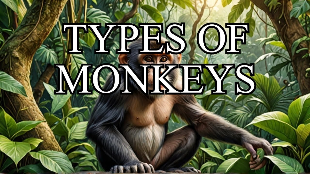 An Overview of Monkeys Types, Habitats, and Behaviors