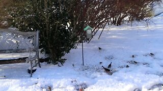 SnowBirds 4