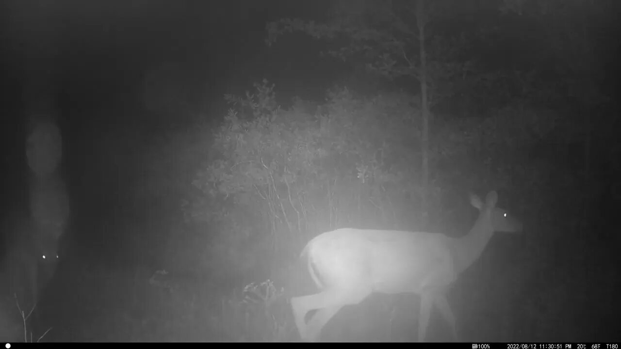 Aug 12 trailcam, three deer