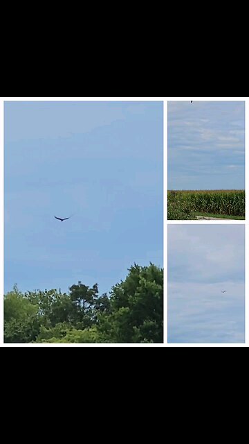 Vultures soaring above the Farm