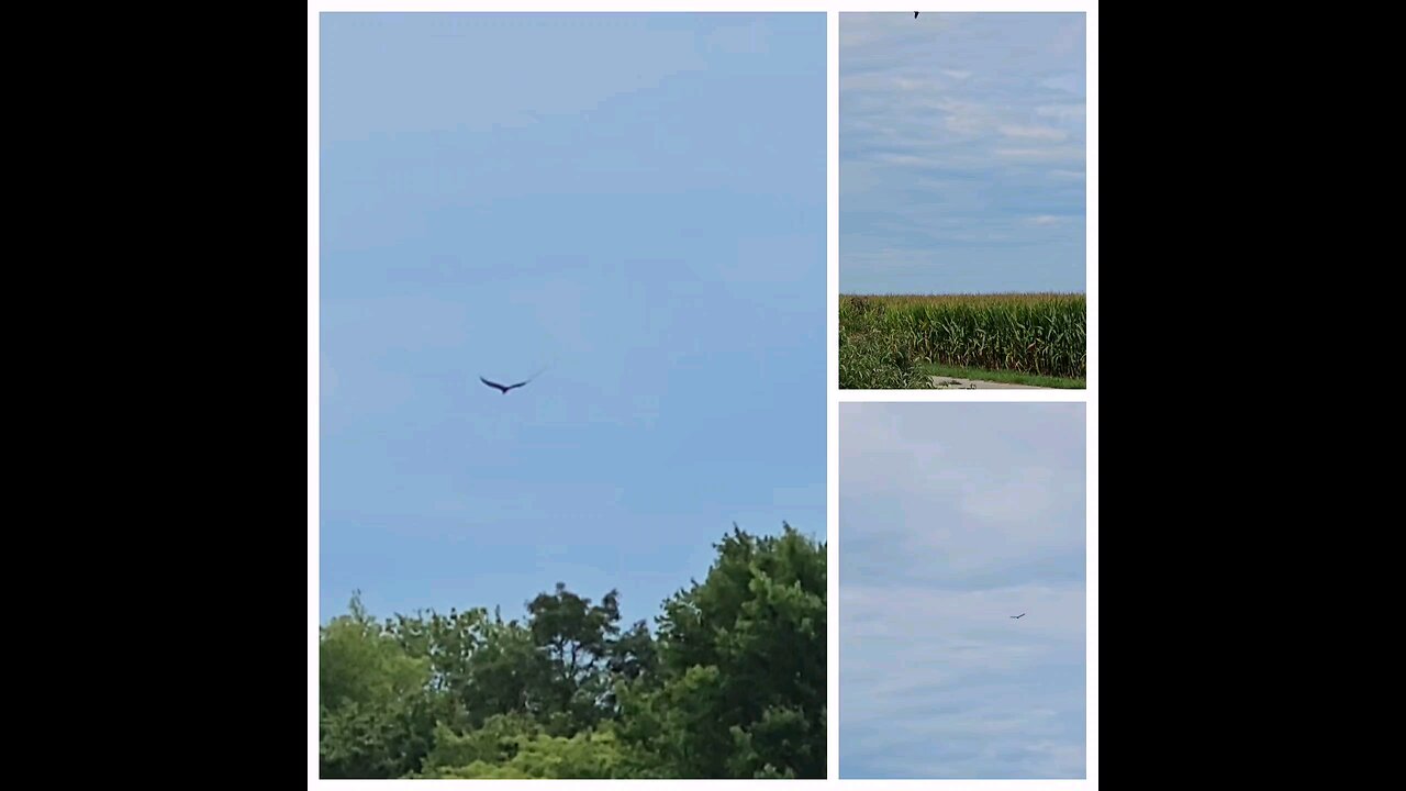 Vultures soaring above the Farm