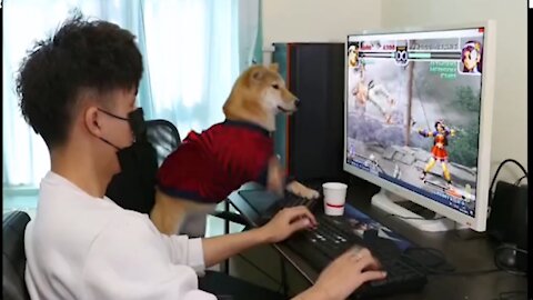 Funny dog playing PC games（Full version）