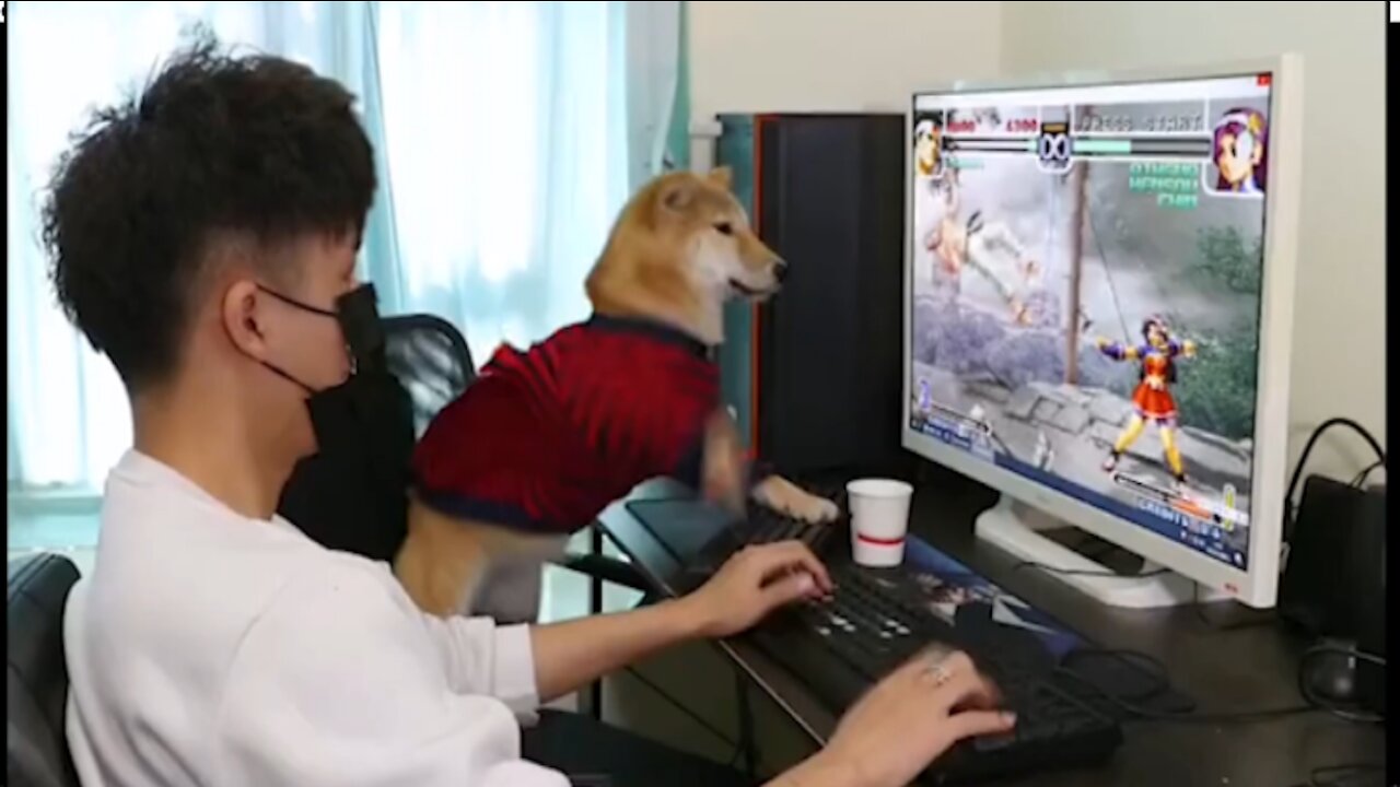 Funny dog playing PC games（Full version）