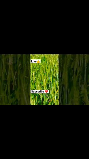 crop scene 🌽🇮🇳 #youtubeshorts #shorts #youtube #shortvideo #shortyoutube