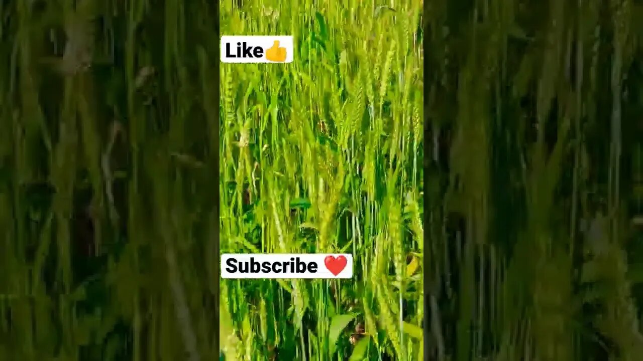 crop scene 🌽🇮🇳 #youtubeshorts #shorts #youtube #shortvideo #shortyoutube