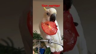 Tom maters #cutepets #parrot #cockatoo #shorts #birdshorts #amazinganimals #peachesthecockatoo