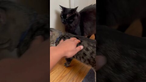 3 of them being cuties