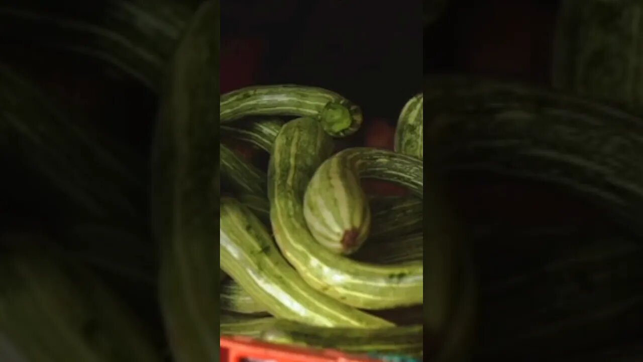 Ultimate Long Vegetable #shorts #shortsfeed