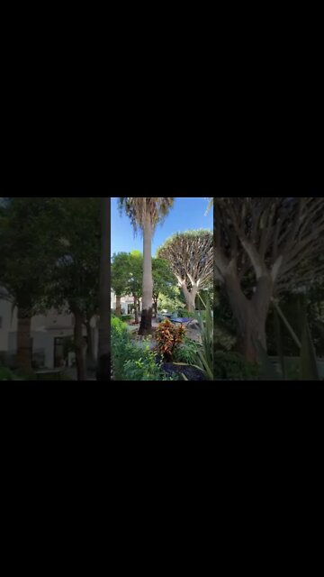 Gibraltar Garrison Library Garden View #shorts shorts