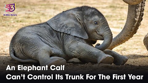 An Elephant Calf Can't Control Its Trunk For The First Year | 3 Min News