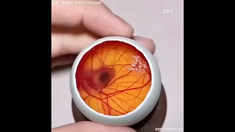 how a chick born from a egg