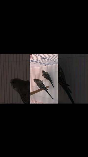 Oiseau de Peirce, type de winbu