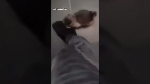 Funny Cat Meme 😂 pt.10 #shorts