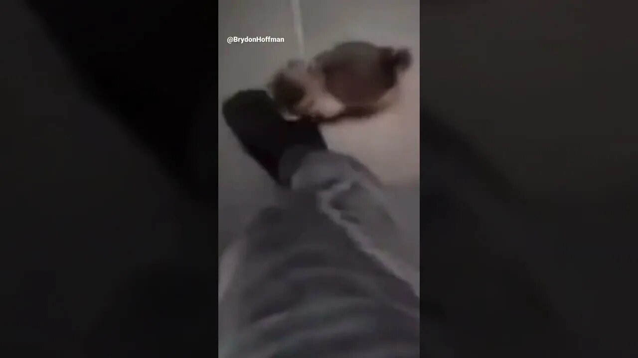 Funny Cat Meme 😂 pt.10 #shorts