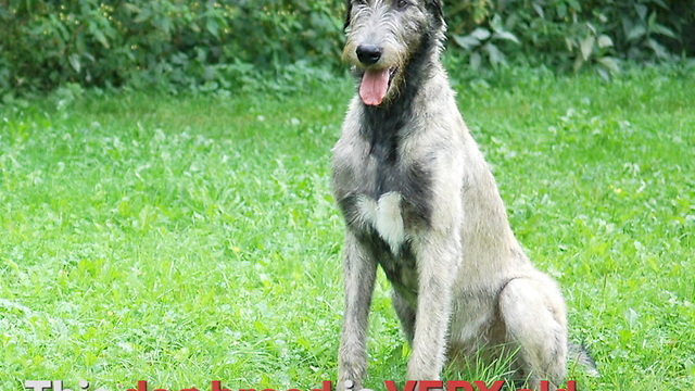 Irish Wolfhounds Are the Tallest Dogs