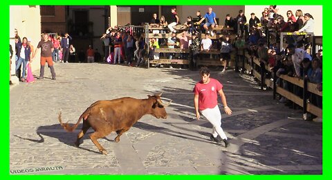 ÁGREDA ( SORIA ) MATINAL VACAS EN CALLE ( SÁBADO 30 SEPTIEMBRE 2023 ) GANAD.ALFREDO ÍÑIGUEZ