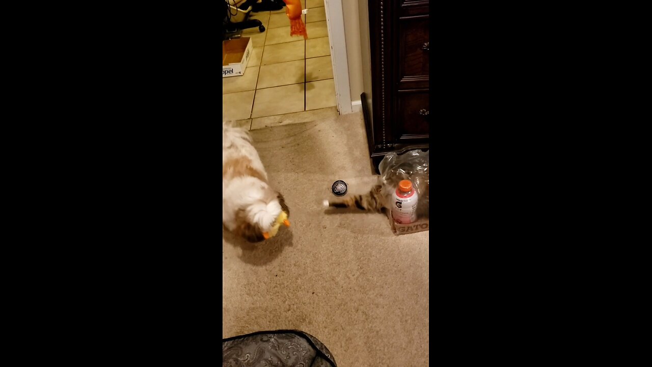 Playing With My Sister Rosie The Shitzu (Featuring Petunia The Norwegian Forest Cat)