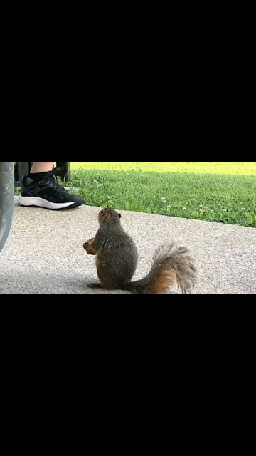 Squirrel Enjoys Listening To Saxophone At The Park