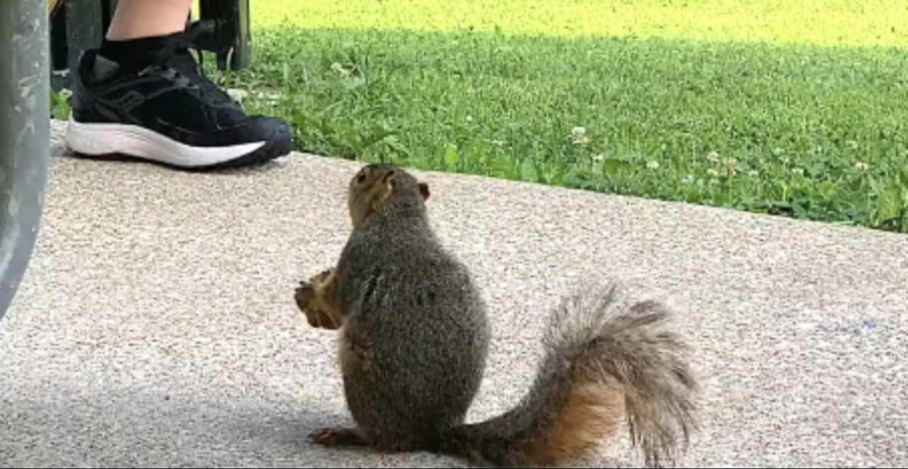 Squirrel Enjoys Listening To Saxophone At The Park