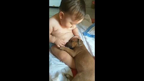 Dog, Dog shorts, Dog shorts video, don and child, pets video.