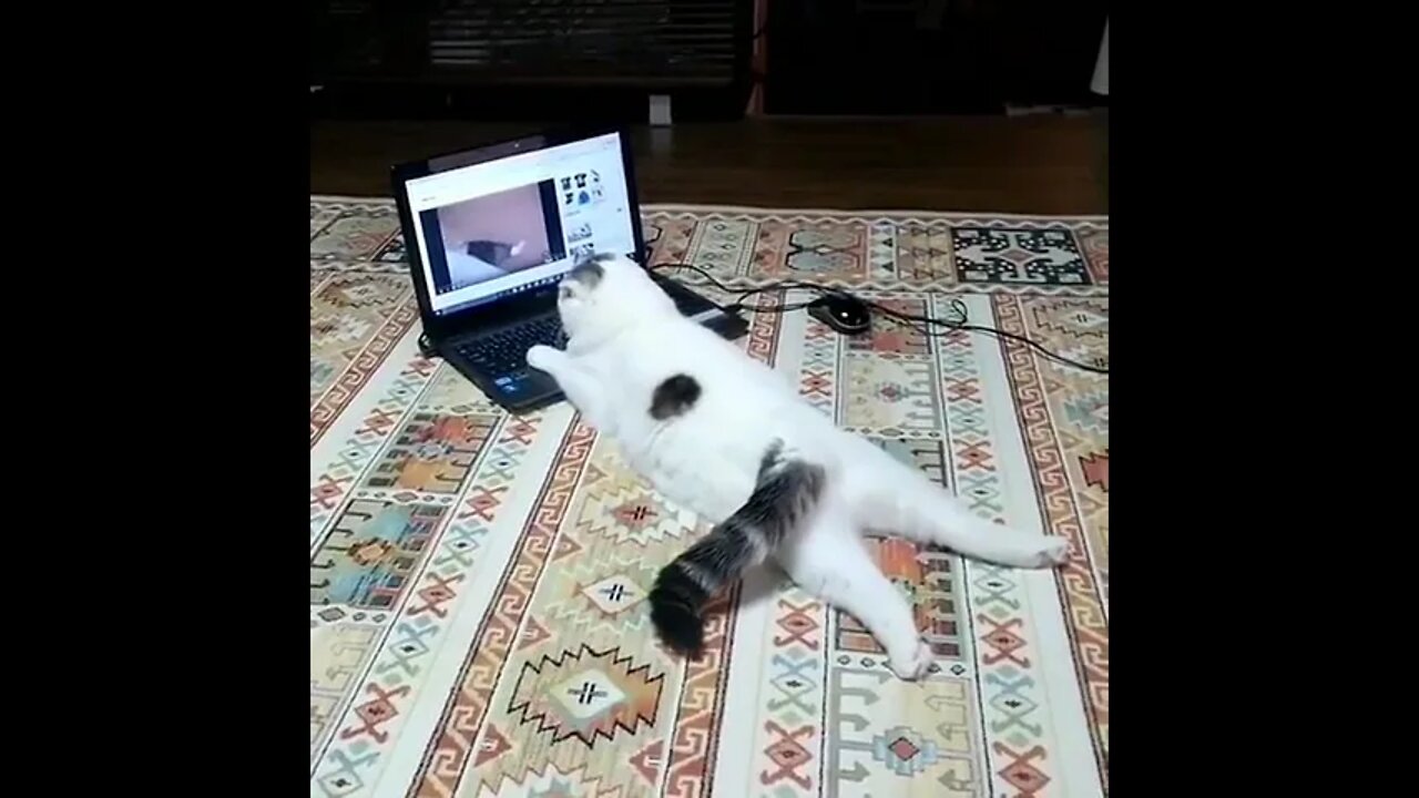 Internet lover cat #Trending #Trand #Viral #ytshorts #shorts #PetpupFun