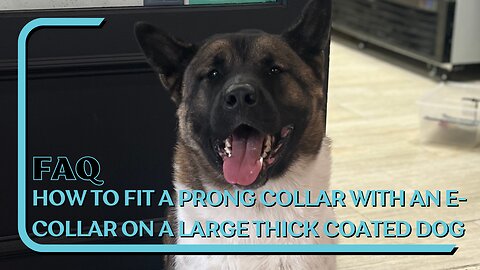How To Fit A Prong With An E-Collar On A Large Thick Coated Dog With Kuma The American Akita