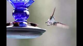 Un musicien se cogne contre une mangeoire à oiseaux