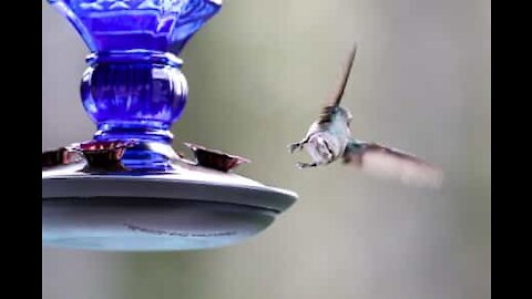 Un musicien se cogne contre une mangeoire à oiseaux