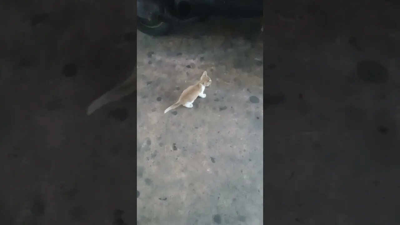 A kitten cat with his mother.